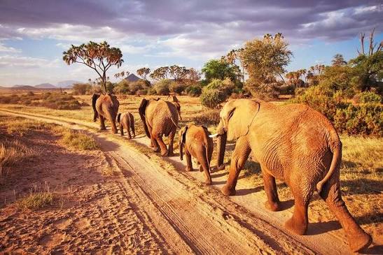 Tsavo Road Trip